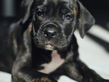 Cane Corso kutsikad