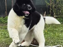 NEWFOUNDLANDI kutsikad