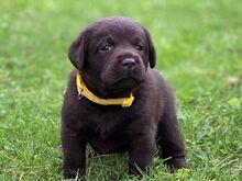 Labradori retriiveri kutsikad FCI