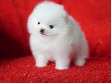 Pomeranian kutsikad