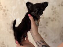 Chihuahua kutsikas