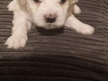 Bichon Frise kutsikad