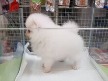Pomeraniani