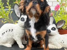 King Charles Spanjel