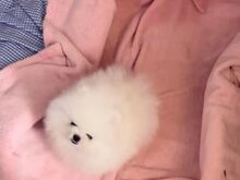 Pomeranian kutsikas