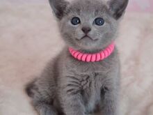 Russian blue kittens