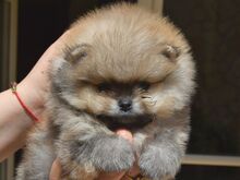 Pomeranian kutsikad