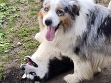 Aussie Siberian F1 kutsikad