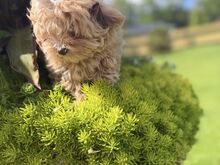 Maltipoo emane kutsikas