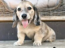 Bear Creek dachshund