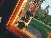 SAKSA LAMBAKOERA JA ROTTWEILERI SEGU KUTSIKAS
