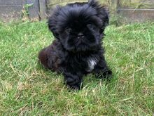 Shih Tzu kutsikad
