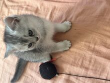 Котята, кошечка, котёнок,