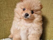 Pomeranian / kääbusspitsi preilid