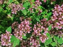 EESTI  PUNE /OREGANO