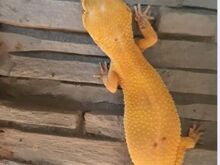 Leopardgekod otsivad uut kodu!