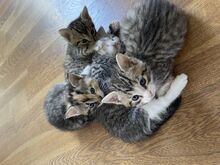 Котята