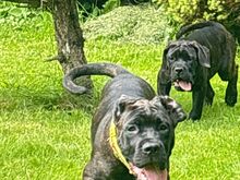 Cane Corso