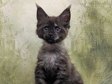 Maine Coon'i kassipojad