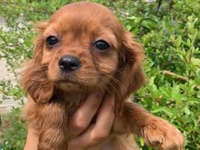 Cavalier King Charles Spanieli kutsikad