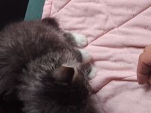 Котёнок