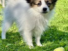 Papillon