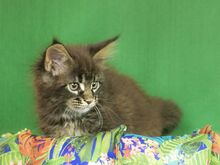 MAINE COON KASSIPOJAD