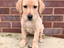 Labradori retriiveri kutsikad