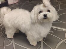 Maltese kutsikad