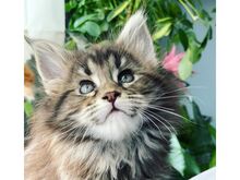 Maine Coon Kittens