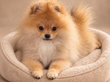 Pomeranian Spits