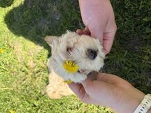 Maltipoo kutsikas