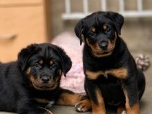 Rottweiler