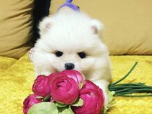 Pomeranian kutsikad