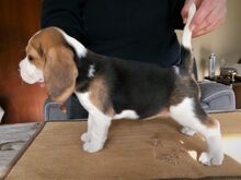 Beagle'i kutsikad