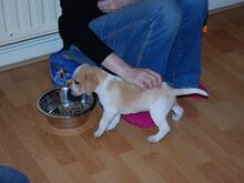 Beagle'i kutsikad