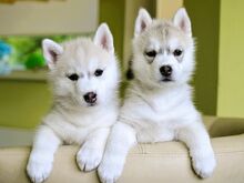 Siberi husky kutsikad/ Щенки сибирский хаски