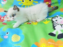 Ragdoll kassipojad.