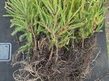 Okaspuu taimed