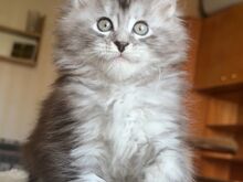 Maine Coon, emane