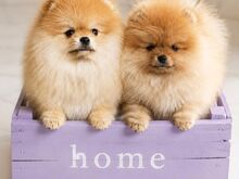 Pomeranian Spits