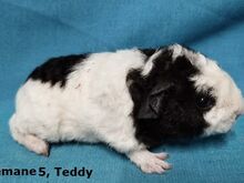 Tõu merisead - Teddy emased