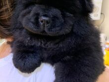 Chow Chow kutsikad