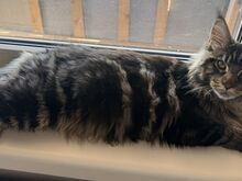 Maine Coon, poiss
