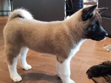 Akita kutsikad