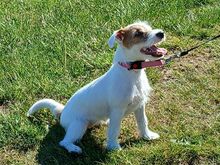 Jack Russel Terrier