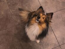 Noor Sheltie otsib kodu