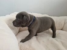 VALMIS KOHE KC Staffordshire'i bullterjer