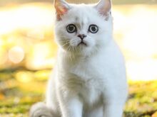 Голубоглазая девочка скоттиш-страйт