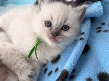 Voodis inimestega. Müüa armas ragdoll-kassipoeg..